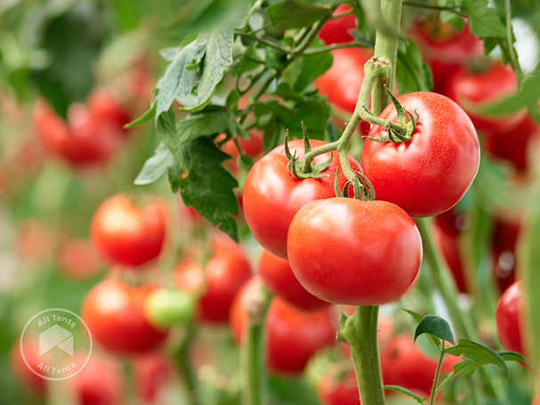 Tomatoes grown in a greenhouse