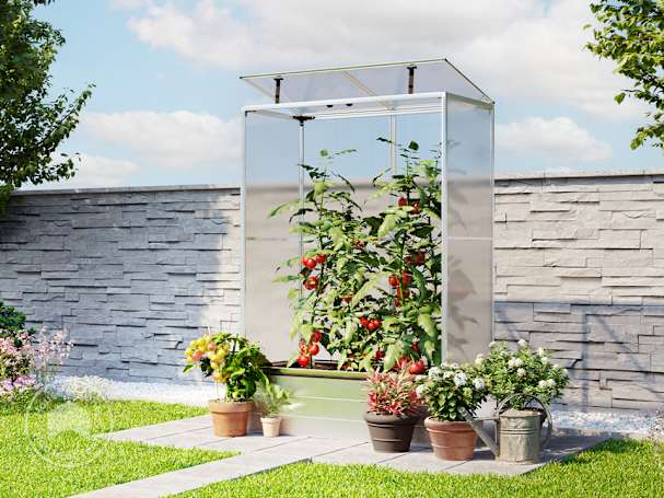 Growing tomatoes in the mini greenhouse EMMA