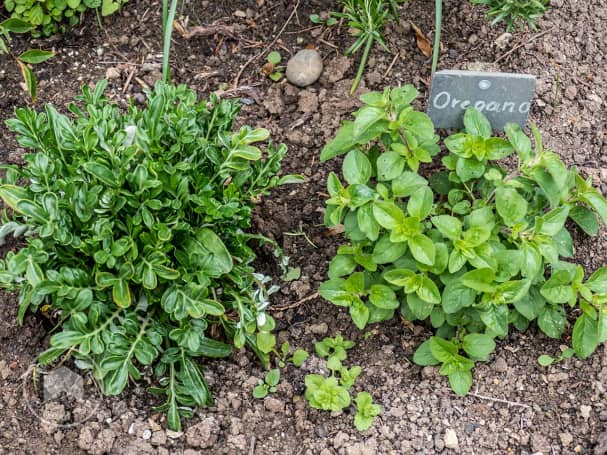 Herbs to grow in a raised bed