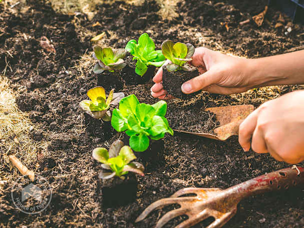 Raised bed planting