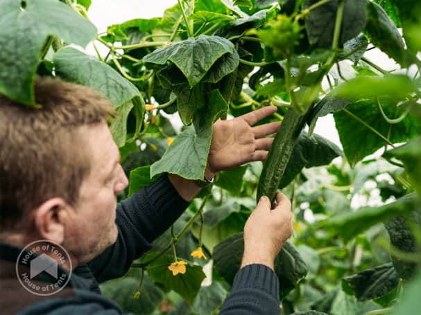 Growing cucumbers in a greenhouse