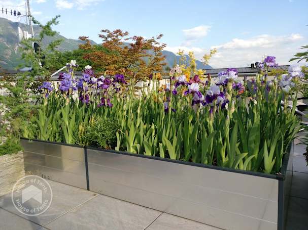 Beautiful flowers in a raised garden bed
