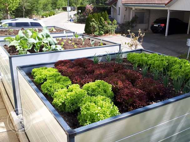 Variety of vegetables planted in a raised bed