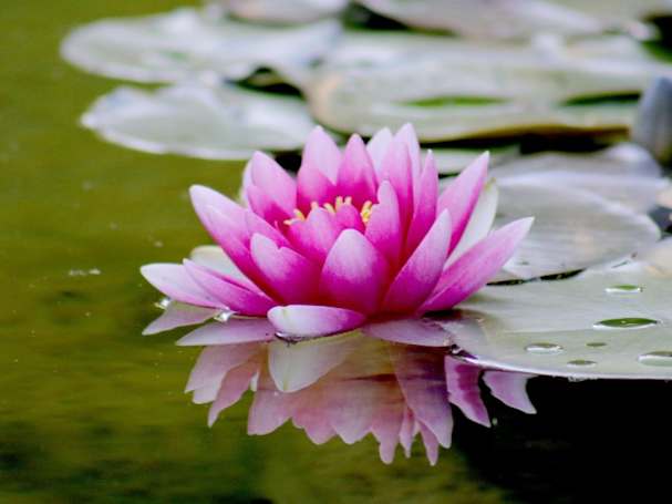 water-lily_960x720px