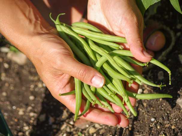 beans-green