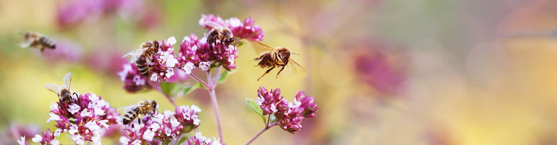 Tipps für einen bienenfreundlichen Garten Profizelt24