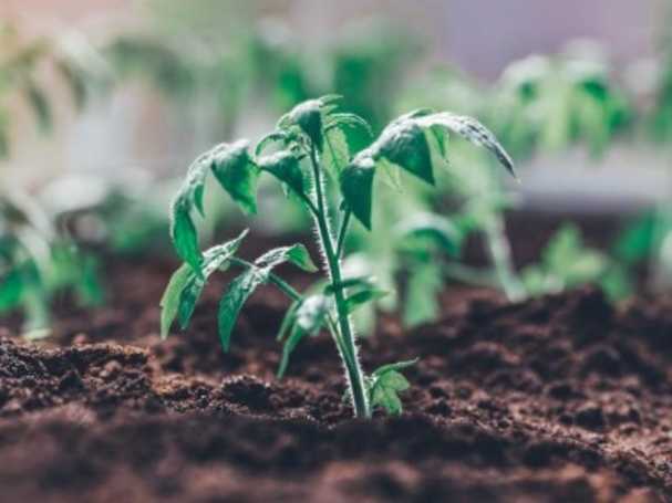 Un mini invernadero para tomates