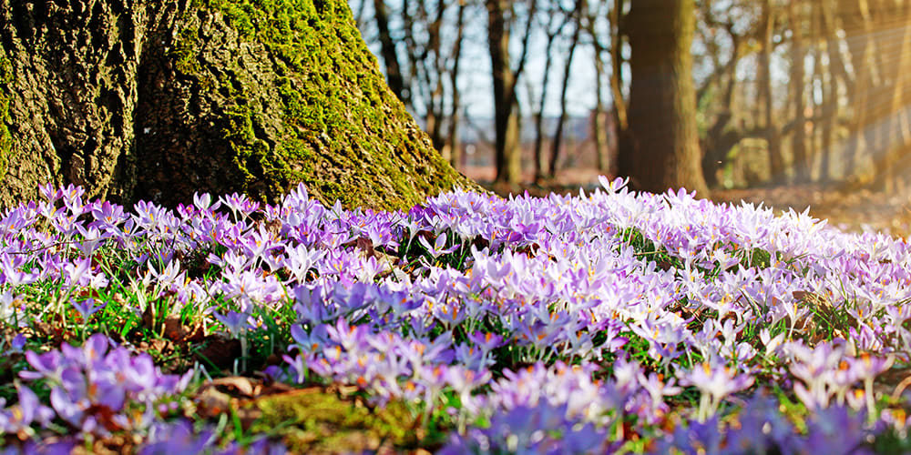 Fleurs au printemps