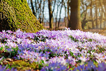 Arrivée du printemps