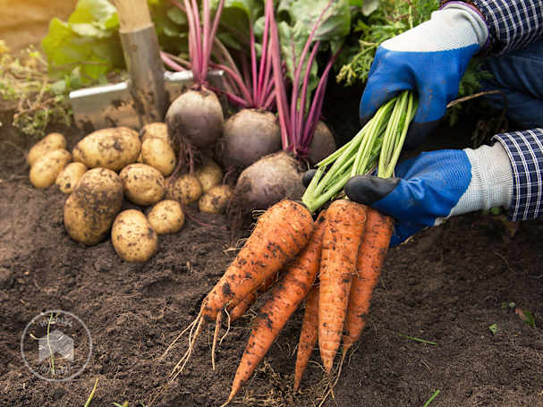 Légumes potager au jardin