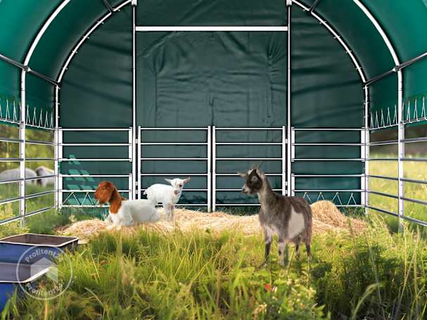 Geiten houden als hobby in een weidetent Professional