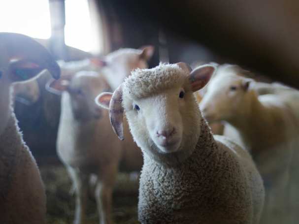 Lammeren in schapenstal