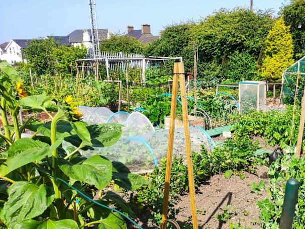 Voorloper volkstuin in de stad