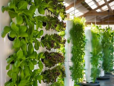 Verticaal kweken van groenten