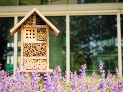 Planten voor zonnige plekken