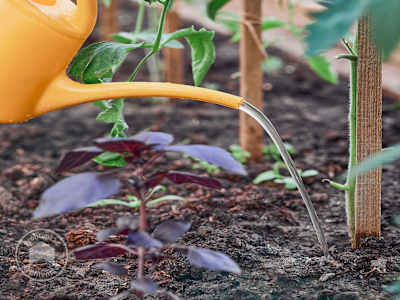 Tomaten in volle grond
