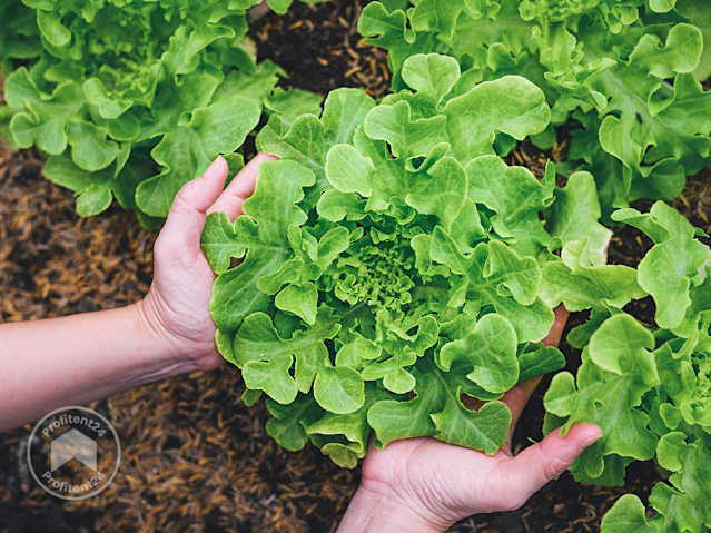 Groenten kweken in de winter