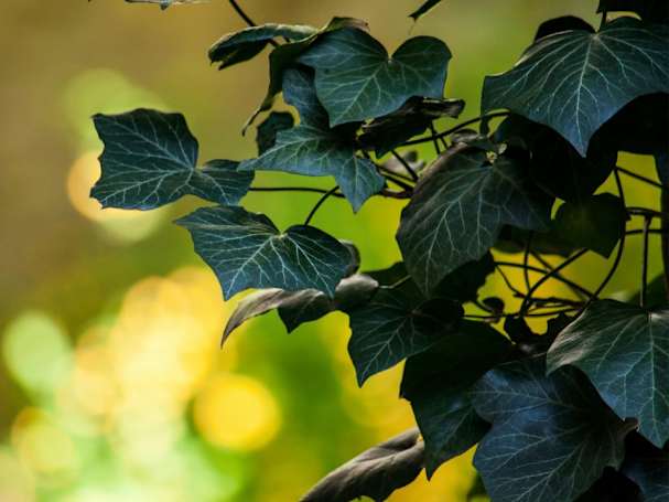 Pergola klimplant hedera