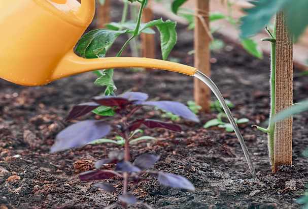 Plantafstand tomaten