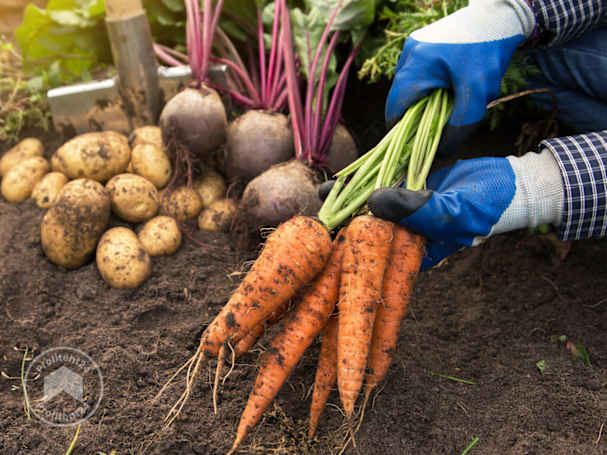 Zelfverzorging met groenten uit een kleine groentekas
