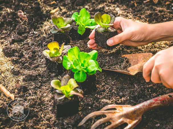Zaailingen verspenen naar een mini kas