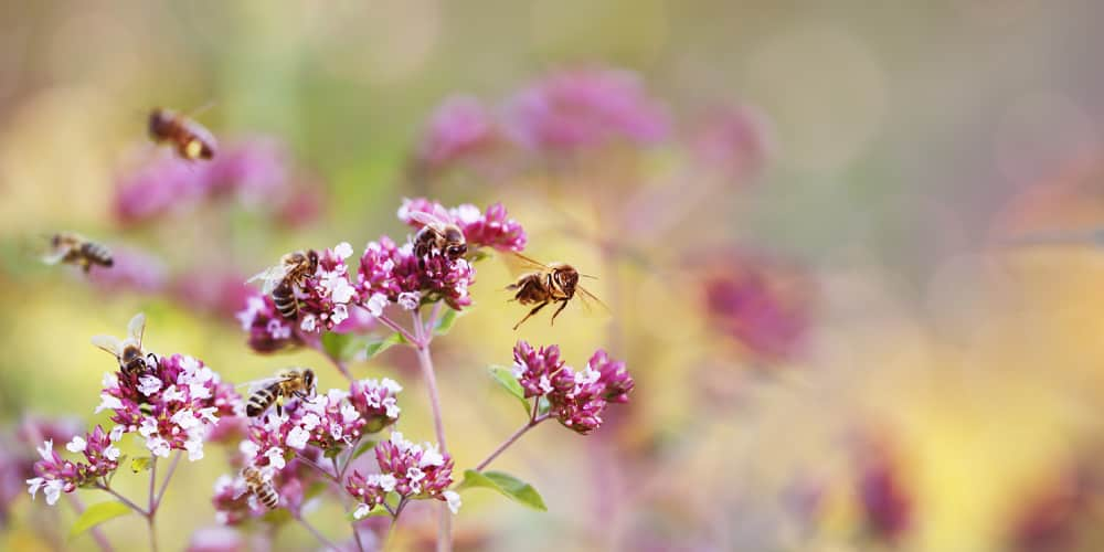 Bienenfreundliche Blumen pflanzen