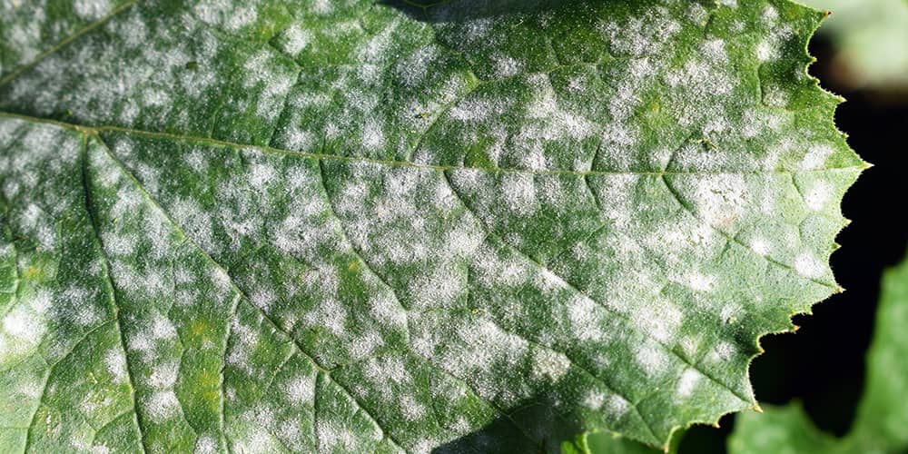Weißer Schimmel auf Blättern entdecken
