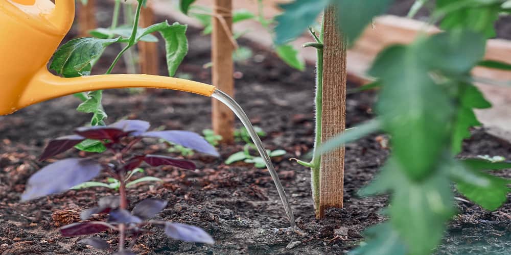 Gewächshaus-Bewässerungen im Vergleich