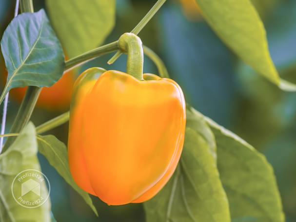 Frische Paprika im Gewächshaus aufziehen