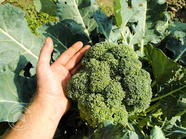 Frischen Brokkoli im Hochbeet aufziehen