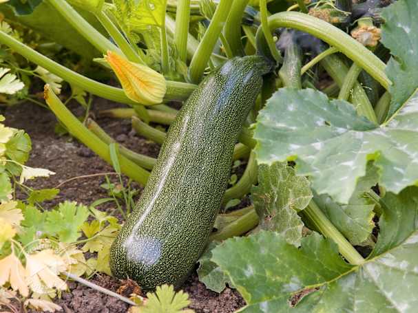 Knackige Zucchini im Hochbeet aufziehen