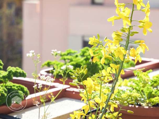 Bienenfreundliche Blumen auf dem Balkon pflanzen