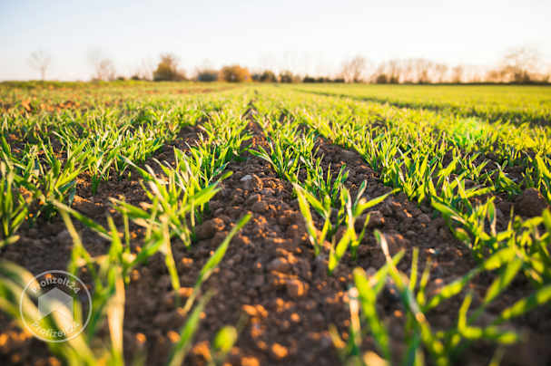 Reihen junger grüner Weizen sprießen auf einem Feld unter schwachem goldenem Licht
