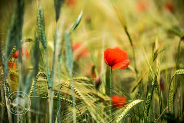 Rote Mohnblumen blühen zwischen grünen Weizenstängeln auf einem Feld