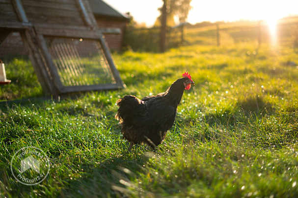 ein Huhn auf einer Rasenfläche