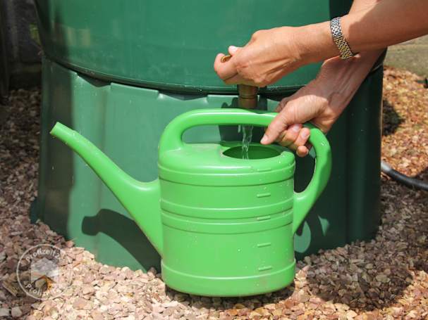 Pflanzen per aufgefangenem Wasser in der Regentonne bewässern