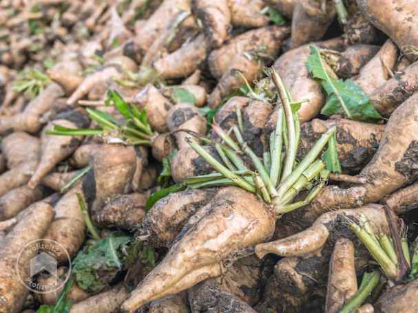 Das Wintergemüse Chicoree anbauen