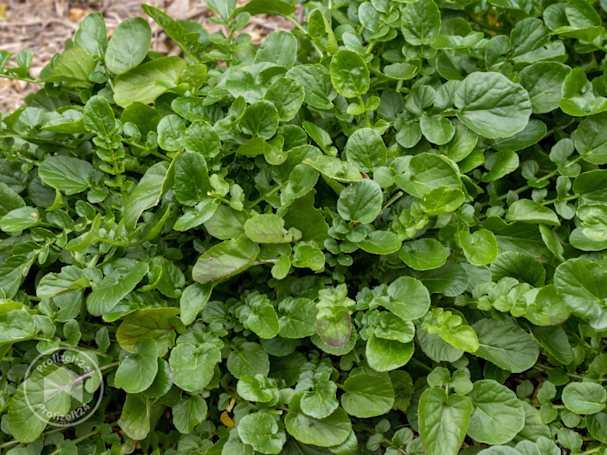 Winterkresse als typisches Wintergemüse