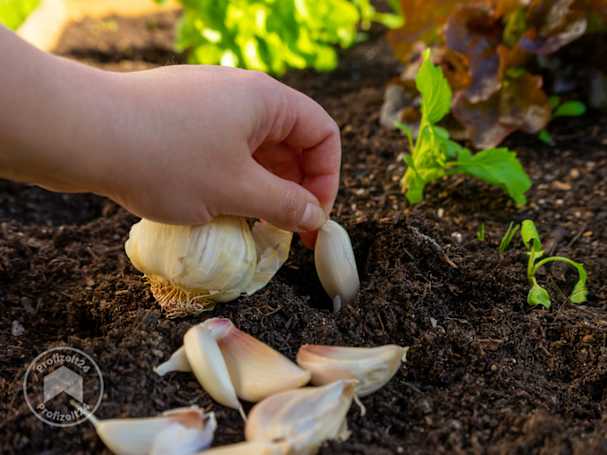 Aromareicher Knoblauch als Wintergemüse
