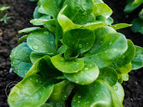 Nussigen Feldsalat als Wintergemüse genießen