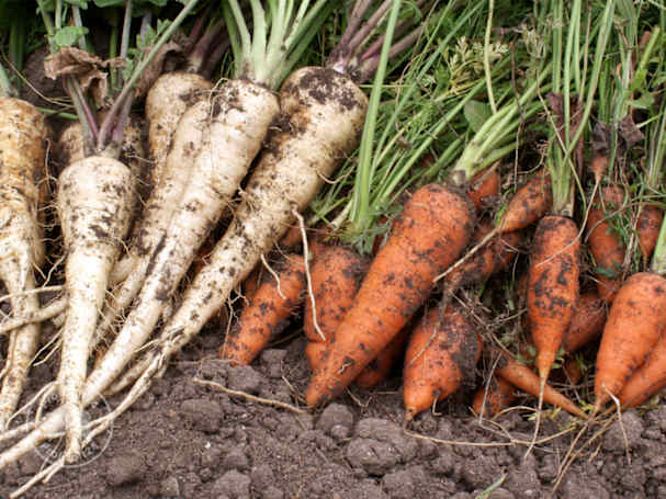 Würzige Pastinaken als Wintergemüse