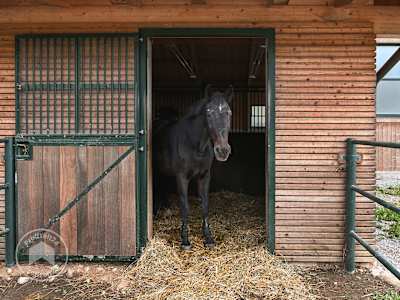 Das Pferd in einer Pferdebox halten