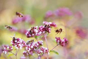 Summende Biene im floralen Garten