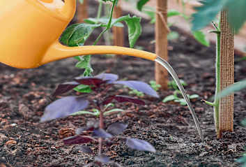 Das Gewächshaus richtig bewässern