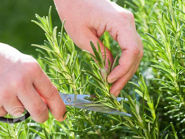 Frische Kräuter im Garten anbauen