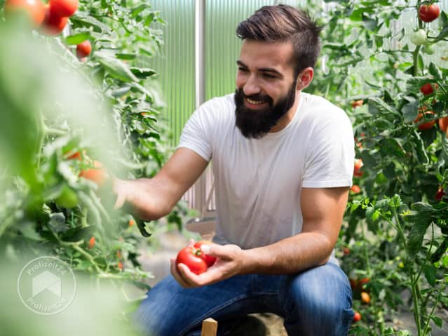 Frische Tomaten richtig anbauen
