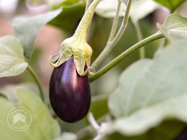 Frische Auberginen im Hochbeet anbauen
