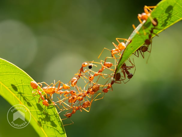 Viele Ameisen wandern entlang des Hochbeet-Gemüses