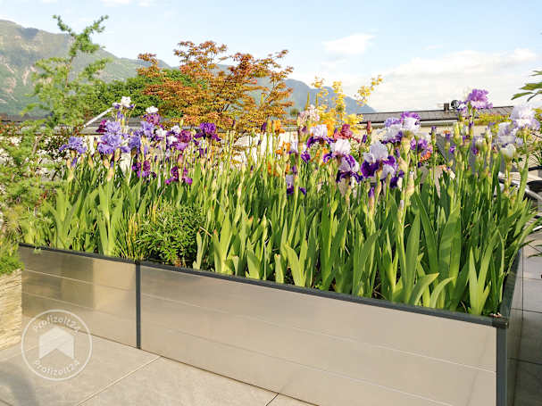 Im modernen Hochbeet Blumen anpflanzen