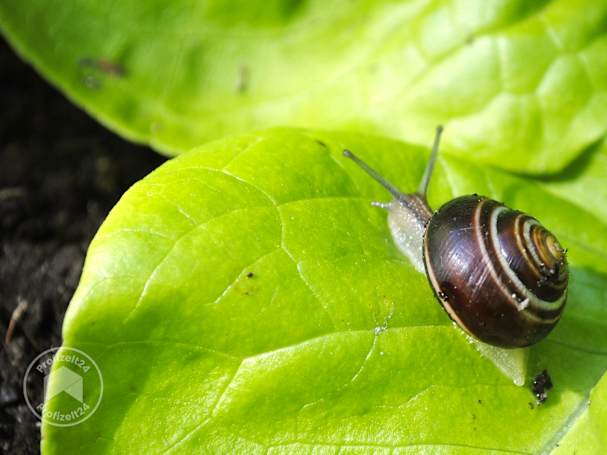Schädliche Schnecke auf grünem Salatblatt
